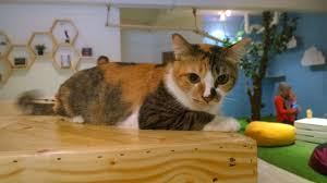 24a (first floor), jalan tun mohd fuad 2, taman tun dr. Purradise Cat Cafe In Taman Tun Dr Ismail Klang Valley Openrice Malaysia