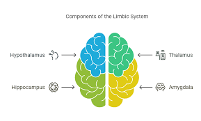 Image result for Limbic System