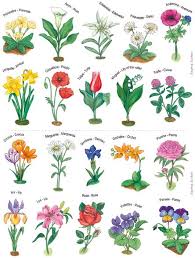 Les Fleurs Les Plus Courantes Liste De Fleurs Noms De Fleurs Fleurs