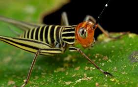 In older literature, such as imms, crickets were placed at the family level. Yellow And Black Striped Cricket 1 Cricket Insect Bugs And Insects Insects