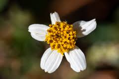 Image result for Bidens ugandensis