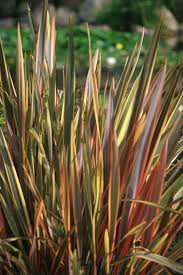 Image result for Phormium