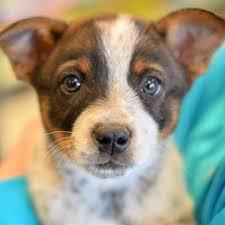 In the event a good samaritan foster dog is not spayed or neutered, a $100 refundable deposit is required until proof of spay/neuter is provided. Dog Adoption Events Denver The W Guide