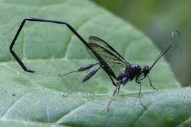 Black And White Insect With Stinger If Anyone Can Help Me Identify A Bug It Had The Same Body And Head As The Pelecinid Wasp Minus The Large Wings It Flies And L Insects Wasp Beautiful Bugs