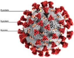 Human rhinoviruses were imaged under physiological conditions by dynamic force microscopy. Coronavirus Accessscience From Mcgraw Hill Education