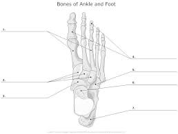 Related Image Skeletal System Anatomy Anatomy Bones Anatomy
