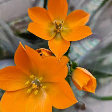 Image result for Ornithogalum seineri