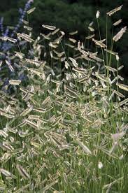 Grass Blue Grama Ornamental Grasses Prairie Garden Grasses Landscaping