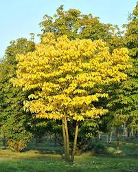 Image result for Broussonetia papyrifera