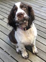 Puppy Growth Chart Piper English Springer Spaniel Female