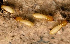 Pest control has never been easier. Ecotech Pest Control Services Complete Pest Management In Tampa Fl