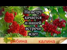 ой калина ой малина в речке талая вода текст 3 Kalina Ryabina Minus Youtube