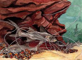 THREADFINS OF THE WORLD