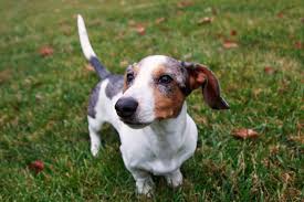 They are awesome companions for the elderly and make wonderful therapy dogs. 11 Things You Should Know About The Dapple Dachshund Dapple Doxie Poochauthority