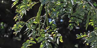 Image result for Philenoptera