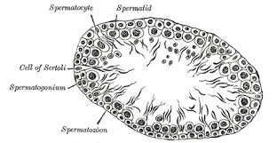 Evaluasi yang dilakukan meliputi : Perbezaan Antara Spermatogenesis Dan Spermiogenesis 2021 Berita