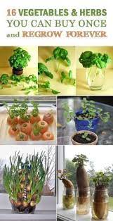 25 Amazing Diy Kitchen Scraps Vegetables Fruits Herbs That You Can Re Grow Gowritter Plants Growing Vegetables Regrow Vegetables