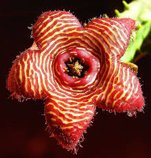 Pin On Plants