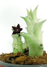 Image result for Orbea carnosa