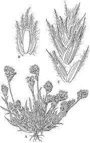 Image result for Hubbardochloa gracilis