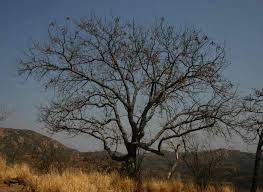 Image result for Entandrophragma caudatum