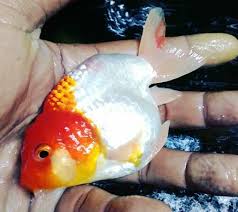 Hal ini bisa kamu lakukan dengan memasang filter air. Cara Merawat Ikan Mas Koki Agar Tidak Mudah Mati Hobinatang