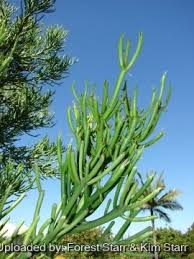 Image result for Euphorbia tholicola