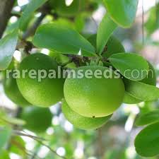 Image result for Dovyalis lucida