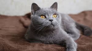 Chartreux Kedi Cinsi Ozellikleri Ve Bakimi Kedi Kedi Kopek Hayvanlar