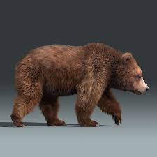 Brown Bear 3 Fur 3d Model Brown Bear Bear Fur