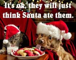Funny Christmas Dog Pics Christmas Animals Funny Christmas Pictures Pet Holiday