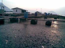 Ikan bawal adalah jenis ikan air tawar keluarga bramidae. Petani Kja Desak Dinas Perikanan Kerjakan Hal Konkret Info Terlengkap