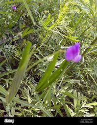 Image result for Lathyrus hirsutus