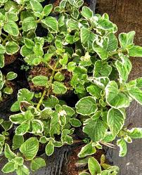 Image result for Tragia brevipes-benthamii-okanyu