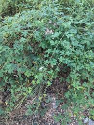 Image result for Rubus repens