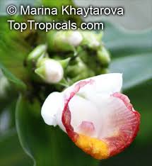 Image result for Costus lucanusianus