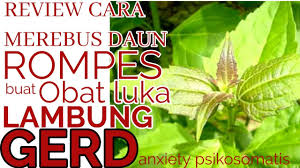 Daun rama rama merawat kanser nama saintiﬁk. Review Cara Merebus Daun Merdeka Bandotan Rompes Youtube