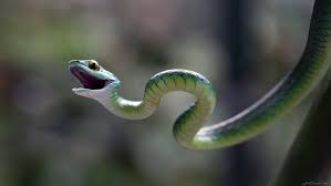 صورة حية خضراء Photo Max صور ماكس Snake Wallpaper Animals Snake