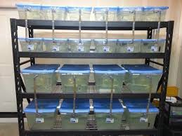 Fish Breeder Fry Rack 210 Gallon Aquarium Fish Tank Aquaponicfilter Aquarium Fish Tank Fish Tank Aquarium Fish