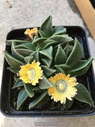 Image result for Nananthus vittatus