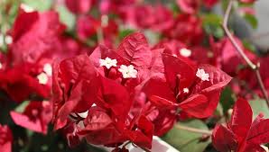 Maybe you would like to learn more about one of these? 10 Rare Flowers Ideas Rare Flowers Flowers Fiji
