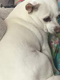 Compare deals on fat daddio's & save up to 70%. Fat Doggo Doggos