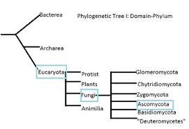 Bandbs Yeast Classification