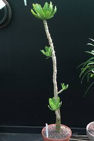 Image result for Monadenium torrei