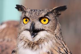 It looks like you're using internet explorer 11 or older. Free Technology For Teachers Built To Last Purdue Owl