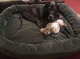 Looking for the best dog beds for large dogs isn't easy. Dog Beds For Large Dogs Cheaper Than Retail Price Buy Clothing Accessories And Lifestyle Products For Women Men