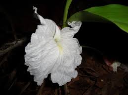 Image result for Siphonochilus kirkii - yellow-flowered form