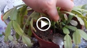 Best 11 U Vas Est Odna Orhideya A Hotite Chtoby Ih Bylo 100 Bud V Teme Skillofking Com Cvetok Kaktusa Dekor Rastenij V Pomeshenii Cveta Dlya Doma