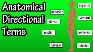 Below or lower in position; Anatomical Position And Directional Terms Anatomical Terms Directional Terms Anatomy Youtube