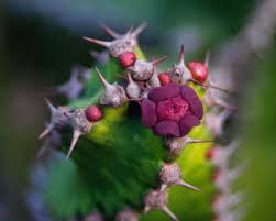 Image result for Euphorbia griseola